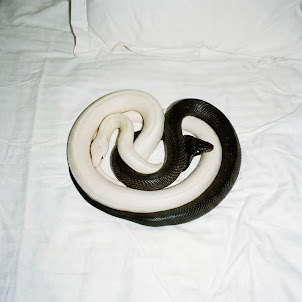 Motive — Yin Yang
